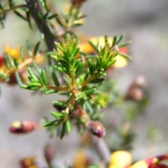 Dillwynia sericea at Aranda, ACT - 4 Oct 2017