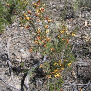 Dillwynia sericea at Aranda, ACT - 4 Oct 2017 01:22 PM