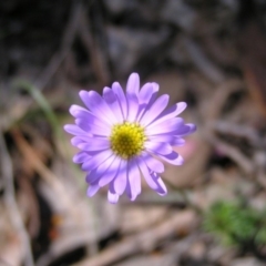 Brachyscome rigidula (Hairy Cut-leaf Daisy) at Canberra Central, ACT - 4 Oct 2017 by MatthewFrawley