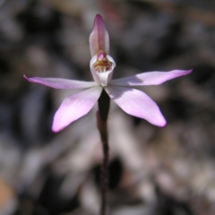 Caladenia fuscata (Dusky Fingers) at Aranda, ACT - 4 Oct 2017 by MatthewFrawley