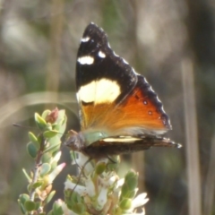 Vanessa itea (Yellow Admiral) at Block 402 - 4 Oct 2017 by Christine