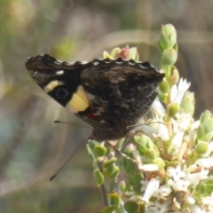 Vanessa itea at Stromlo, ACT - 5 Oct 2017 12:00 AM