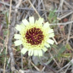 Tolpis barbata (Yellow Hawkweed) at Block 402 - 4 Oct 2017 by Christine