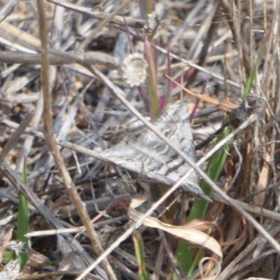 Dichromodes consignata (Signed Heath Moth) at Stromlo, ACT - 4 Oct 2017 by Christine