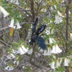 Austroscolia soror (Blue Flower Wasp) at Denman Prospect, ACT - 5 Oct 2017 by Christine