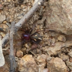 Habronestes bradleyi (Bradley's Ant-Eating Spider) at Block 402 - 4 Oct 2017 by Christine