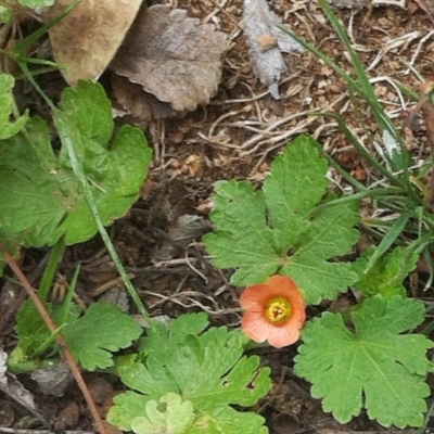 Modiola caroliniana (Red-flowered Mallow) at Hughes, ACT - 17 Jun 2017 by ruthkerruish