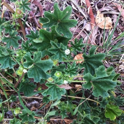 Malva parviflora (Little Mallow) at Hughes Garran Woodland - 16 Jun 2017 by ruthkerruish