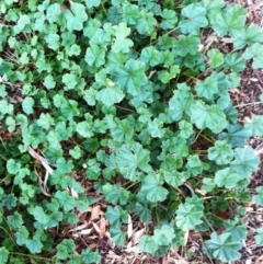 Malva parviflora at Hughes, ACT - 16 Jun 2017