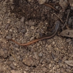 Morethia boulengeri (Boulenger's Skink) at Jerrabomberra, ACT - 5 Oct 2017 by roymcd