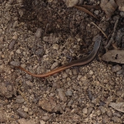 Morethia boulengeri (Boulenger's Skink) at Callum Brae - 5 Oct 2017 by roymcd