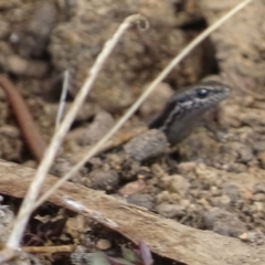 Morethia boulengeri at Jerrabomberra, ACT - 5 Oct 2017 12:06 PM