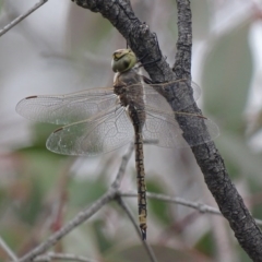 Anax papuensis (Australian Emperor) at Callum Brae - 5 Oct 2017 by roymcd