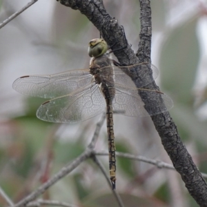 Anax papuensis at Jerrabomberra, ACT - 5 Oct 2017 12:16 PM