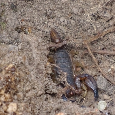 Urodacus manicatus (Black Rock Scorpion) at Symonston, ACT - 5 Oct 2017 by roymcd