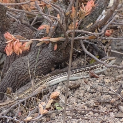 Ctenotus orientalis (Oriental Striped-skink) at Tralee, NSW - 5 Oct 2017 by roymcd