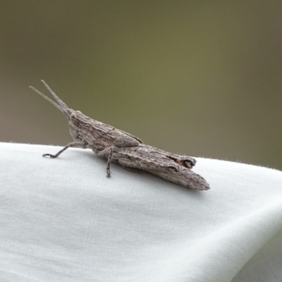 Coryphistes ruricola (Bark-mimicking Grasshopper) at Gilmore, ACT - 5 Oct 2017 by roymcd