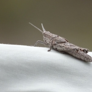 Coryphistes ruricola at Gilmore, ACT - 5 Oct 2017