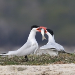 Hydroprogne caspia (Caspian Tern) at Wallagoot, NSW - 5 Oct 2017 by Leo