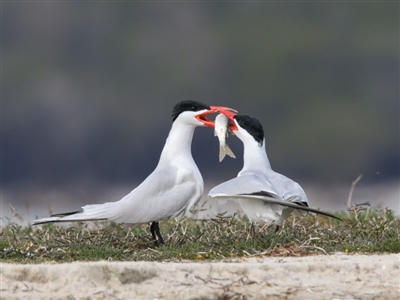 Hydroprogne caspia (Caspian Tern) at Wallagoot, NSW - 5 Oct 2017 by Leo