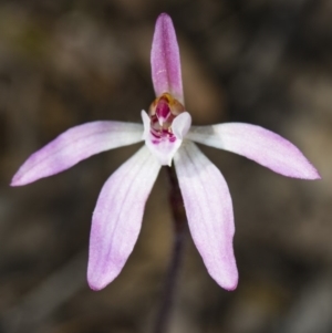 Caladenia sp. at Canberra Central, ACT - suppressed