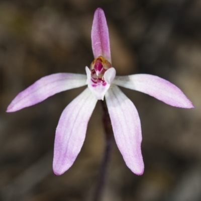 Caladenia sp. (A Caladenia) at Canberra Central, ACT - 30 Sep 2017 by DerekC