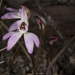 Caladenia sp. (A Caladenia) at Bruce, ACT - 27 Sep 2017 by DerekC