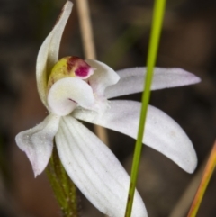 Caladenia sp. at Bruce, ACT - suppressed