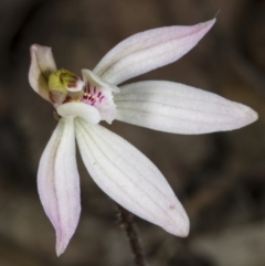 Caladenia sp. at Bruce, ACT - suppressed