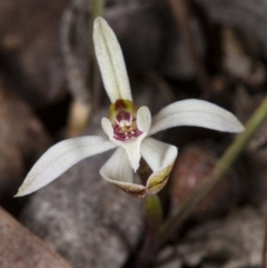 Caladenia sp. at Bruce, ACT - suppressed