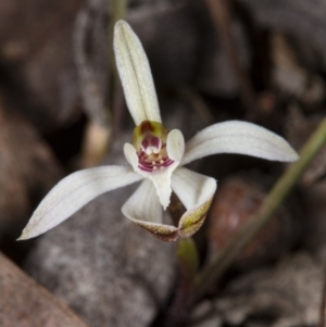 Caladenia sp. at Bruce, ACT - suppressed