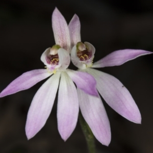 Caladenia carnea at Gungahlin, ACT - 29 Sep 2017