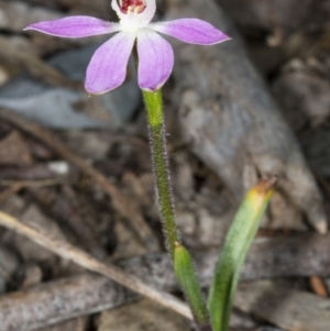 Caladenia carnea at Gungahlin, ACT - 29 Sep 2017