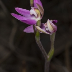 Caladenia carnea at Gungahlin, ACT - 29 Sep 2017