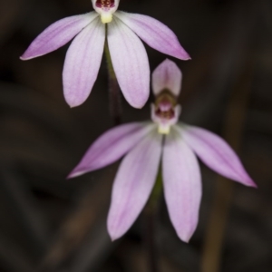 Caladenia carnea at Gungahlin, ACT - 29 Sep 2017