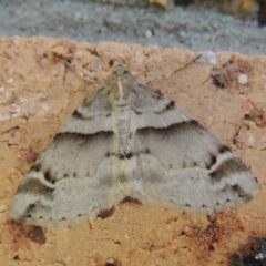 Syneora hemeropa (Ring-tipped Bark Moth) at Pollinator-friendly garden Conder - 30 Sep 2017 by michaelb