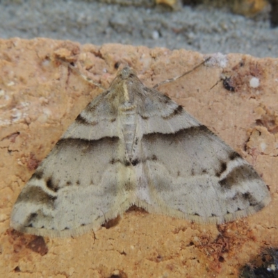 Syneora hemeropa (Ring-tipped Bark Moth) at Pollinator-friendly garden Conder - 30 Sep 2017 by michaelb