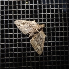 Phrissogonus laticostata (Apple looper moth) at Conder, ACT - 28 Sep 2017 by michaelb