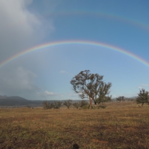 Eucalyptus melliodora at Molonglo, ACT - 25 Sep 2017 06:31 PM