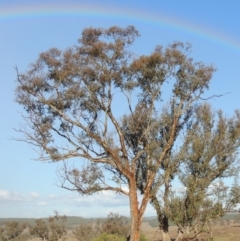 Eucalyptus melliodora at Molonglo, ACT - 25 Sep 2017 06:31 PM