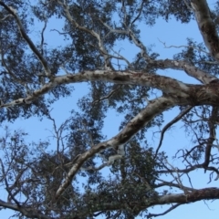 Eucalyptus melliodora at Molonglo, ACT - 25 Sep 2017 06:31 PM