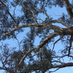 Eucalyptus melliodora at Denman Prospect, ACT - 25 Sep 2017