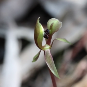 Chiloglottis trapeziformis at Acton, ACT - 5 Oct 2017