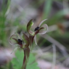 Chiloglottis trapeziformis at Acton, ACT - 5 Oct 2017