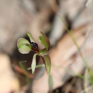 Chiloglottis trapeziformis at Acton, ACT - suppressed