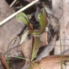 Chiloglottis trapeziformis at Acton, ACT - suppressed