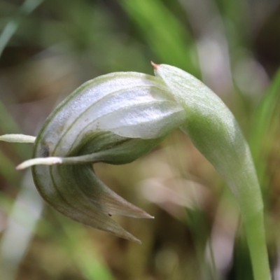 Pterostylis nutans (Nodding Greenhood) at Acton, ACT - 26 Apr 2017 by PeterR