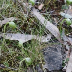 Pterostylis nutans at Acton, ACT - 26 Apr 2017