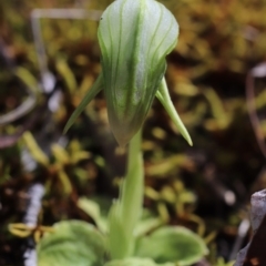 Pterostylis nutans at Acton, ACT - 26 Apr 2017