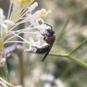 Lasioglossum (Callalictus) callomelittinum at Acton, ACT - 4 Oct 2017